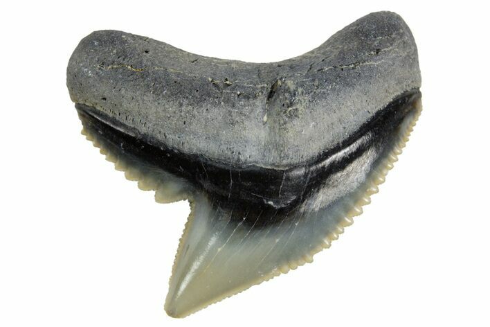 Fossil Tiger Shark (Galeocerdo) Tooth - Bone Valley, Florida #299494
